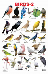 Birds 2