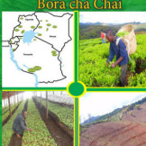 Mwongozo Wa Kilimo Bora Cha Chai